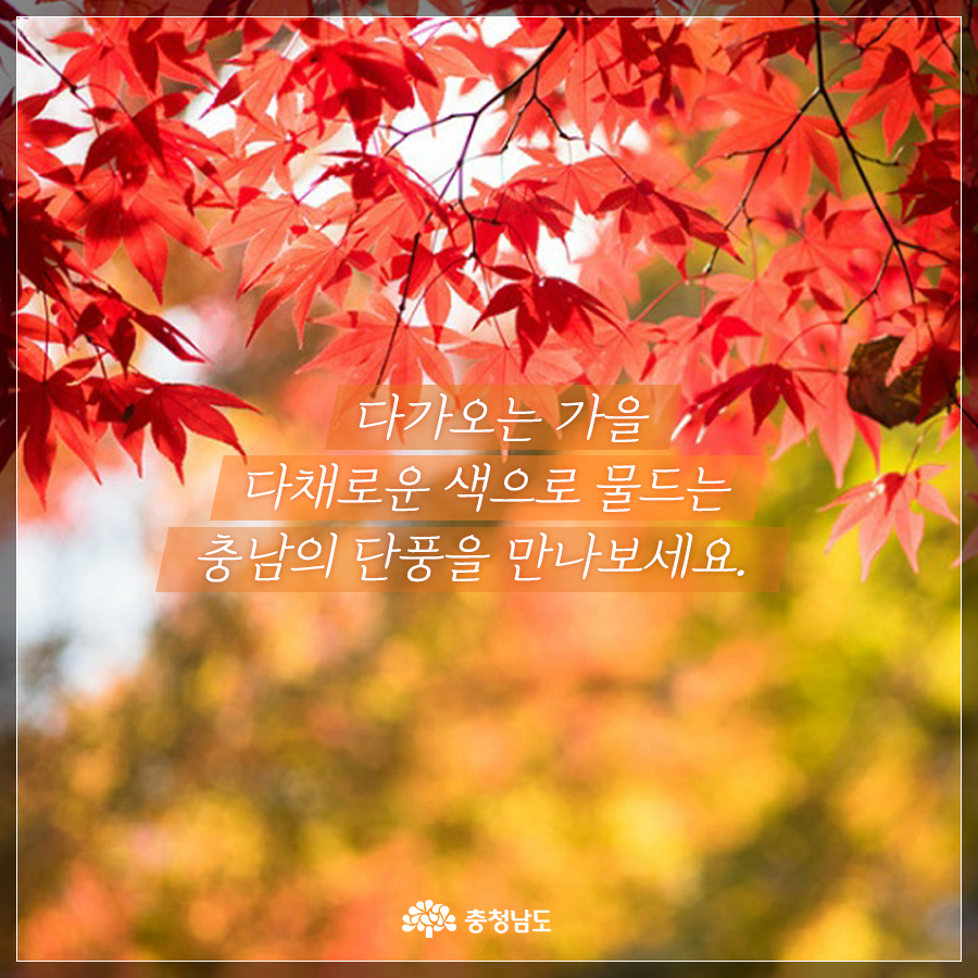 다가오는 가을 다채로운 색으로 물드는 충남의 단풍을 만나보세요.