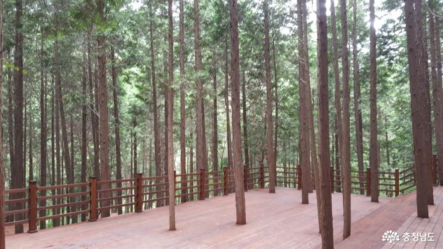 충남보령성주산편백나무숲이새로워졌어요 10