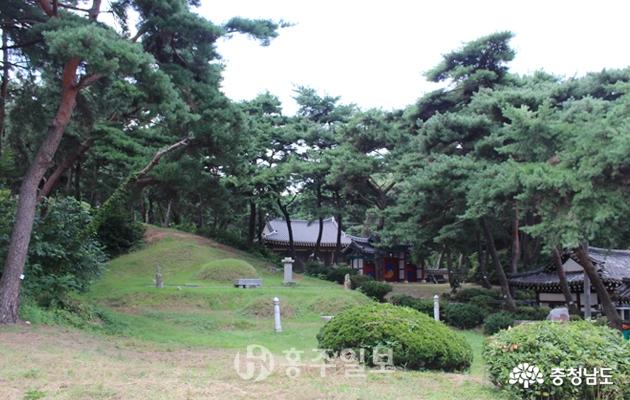 대전 이사동 한옥·유교마을 은진송씨 묘역 소나무 숲
