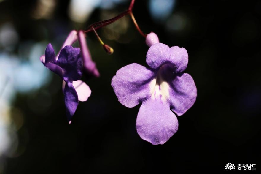 12월의 봄, 아산 세계꽃식물원 사진