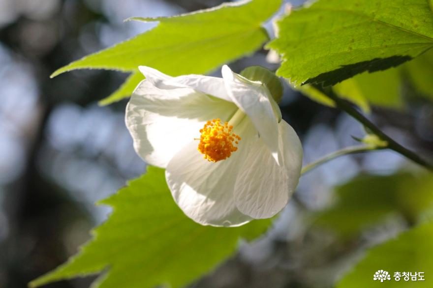 12월의 봄, 아산 세계꽃식물원 사진