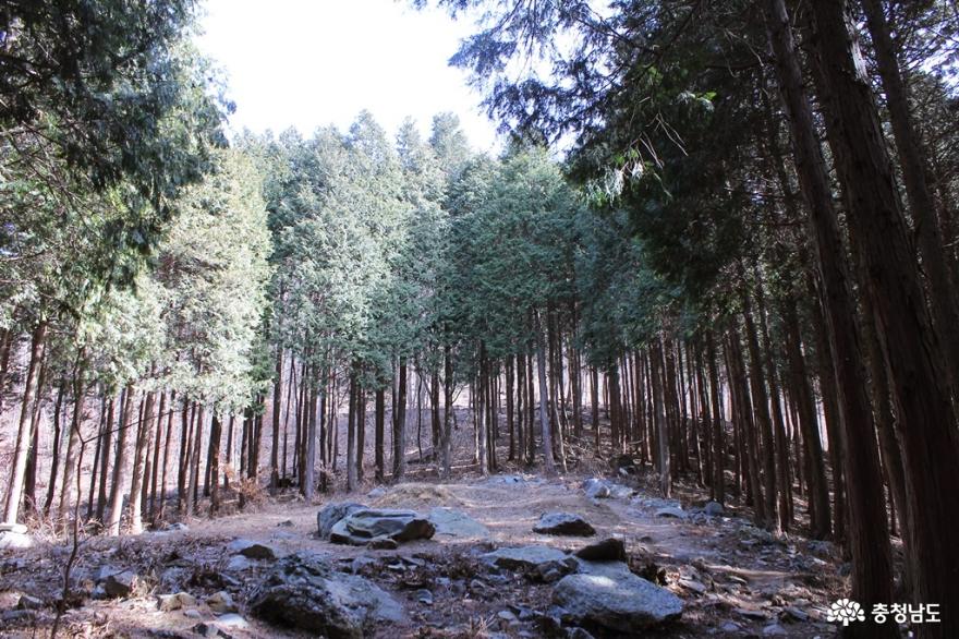 보령 성주산자연휴양림 편백나무숲에서의 힐링의 시간