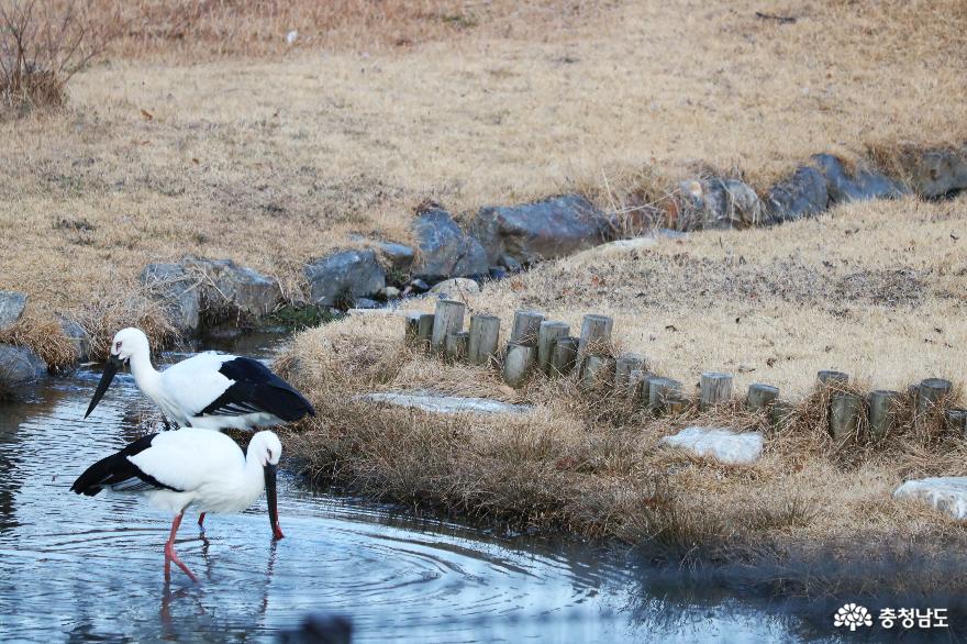 멸종 위기종 황새, 황새공원에서 야생 복귀를 위한 힘찬 비상을 준비하다! 사진