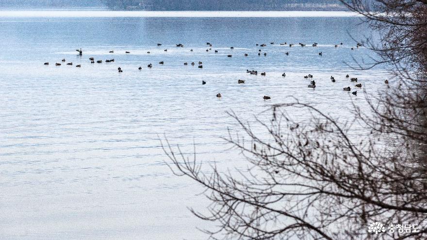 새들의 모여드는 겨울 호수