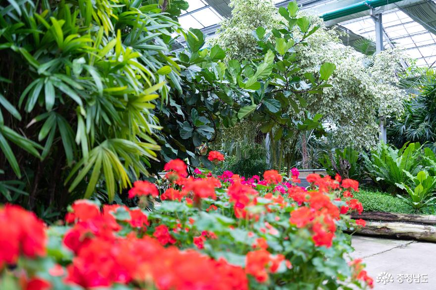 아산 세계꽃식물원, 가족들·연인들과 방문하기 좋은 곳 사진