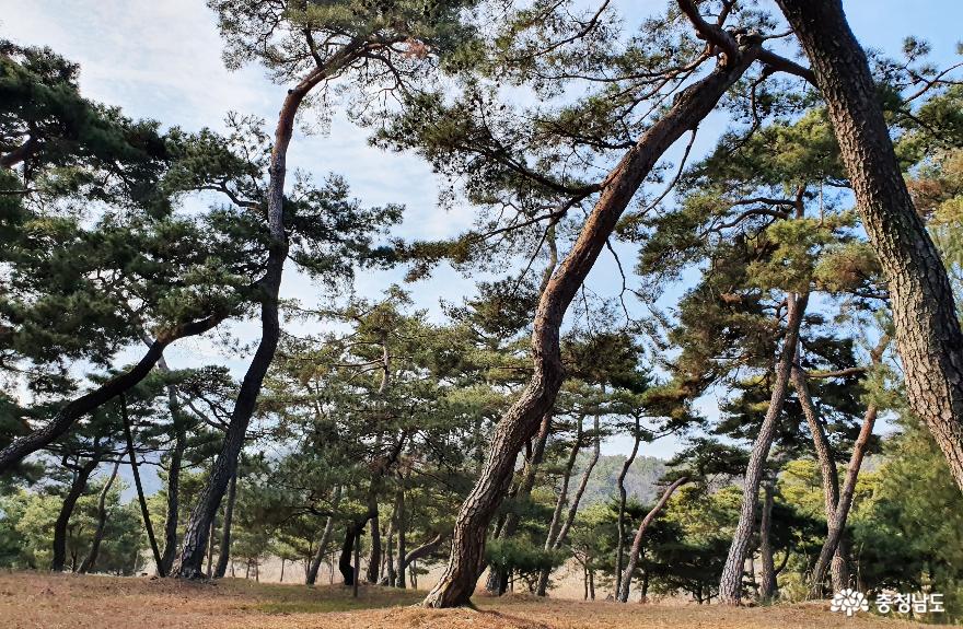 소나무숲 보며 산책하는 곳, 고마나루 사진