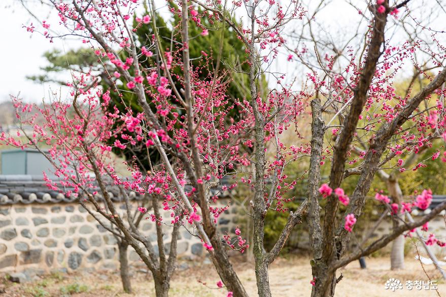 공주한옥마을의 봄 사진