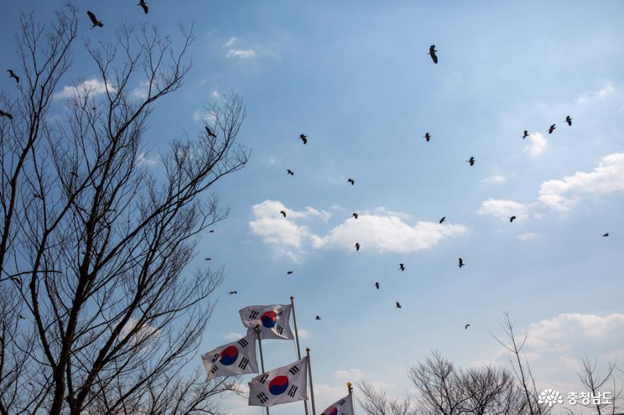 봄의 손님 둥지 트는 왜가리 사진