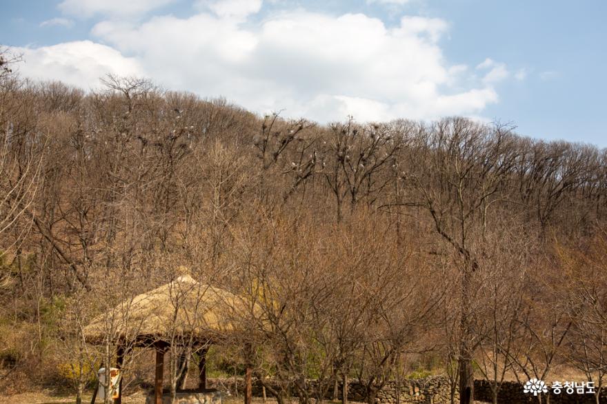 봄의 손님 둥지 트는 왜가리 사진