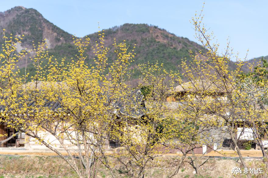 노오란 산수유가 가득 핀 외암민속마을 주차장