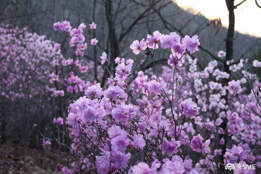 연분홍빛진달래꽃만발한아산고용산 3