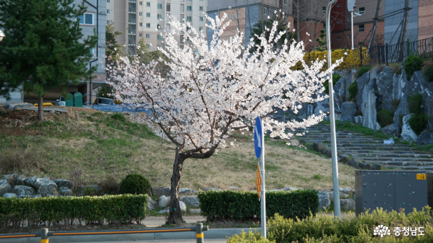 사회적 거리두기로 호젓한 동네 봄꽃맞이 산책길