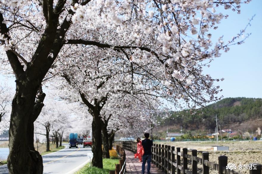 천안 벚꽃 드라이브, 15km의 낭만