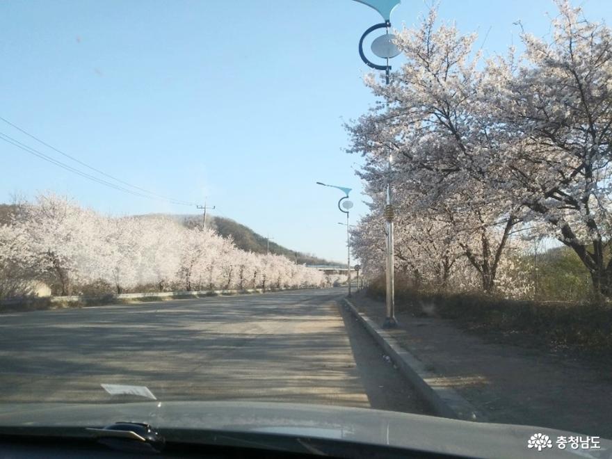 드라이브 코스로 최고, 벚꽃 만개한 청당산업길 사진