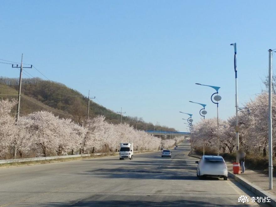 드라이브 코스로 최고, 벚꽃 만개한 청당산업길 사진
