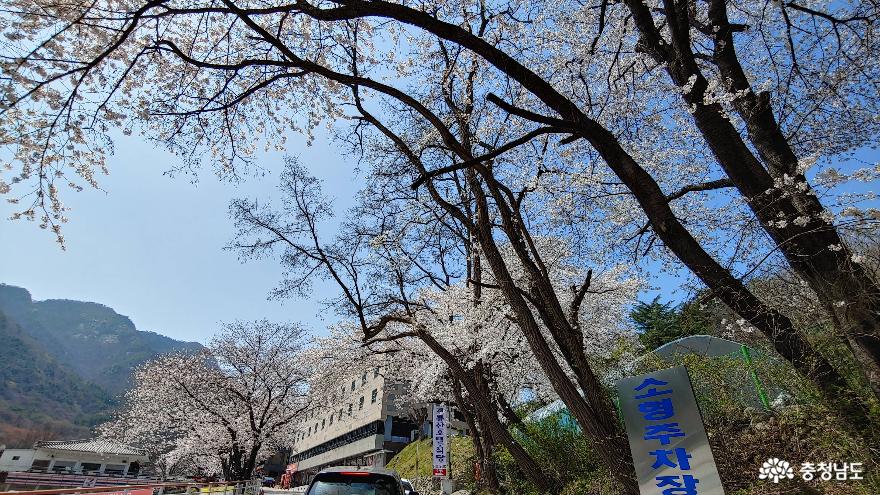계룡산 벚꽃과 함께하는 행복봄맞이 사진