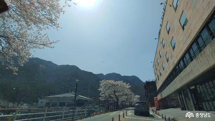 계룡산 벚꽃과 함께하는 행복봄맞이 사진