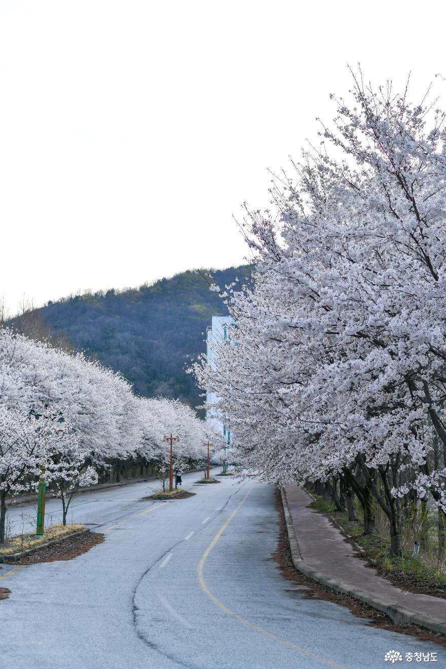 아산 드라이브 스루 벚꽃산책 사진