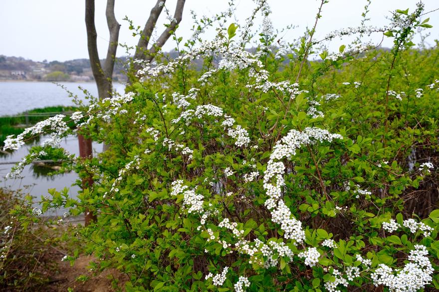 봄을 느낄 수 있는 아산 신정호 수변공원 산책 사진