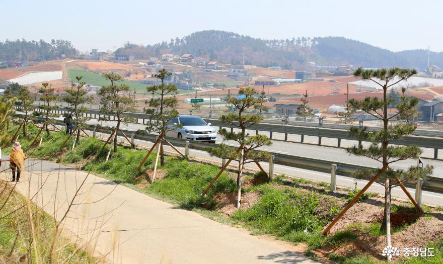태안군, 국도 32호선 ‘소나무 명품가로숲’ 조성완료 눈앞!