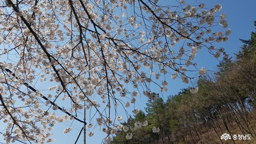 봄, 충남 보령 성주산의 아름다움! 사진