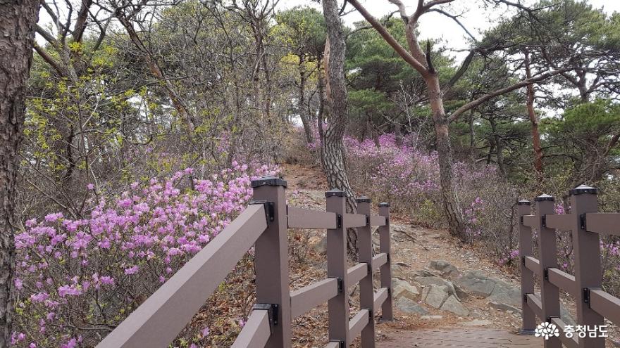 봄, 충남 보령 성주산의 아름다움! 사진