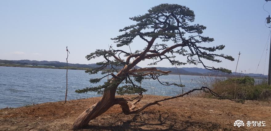 [사진보도] 부여 양화 강변 유왕산의 진백〈향나무〉에 피는 백제향