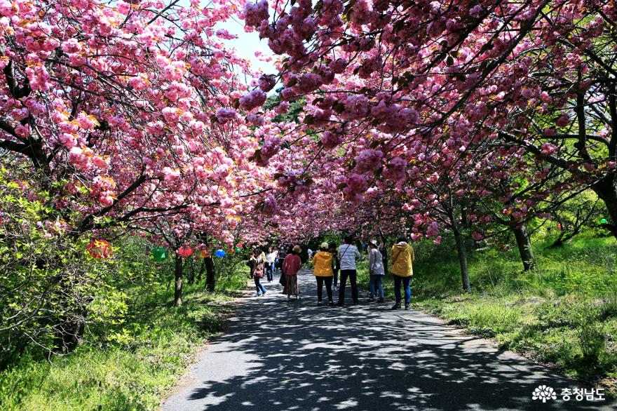 서산 문수사 겹벚꽃 분홍빛 터널을 걷다