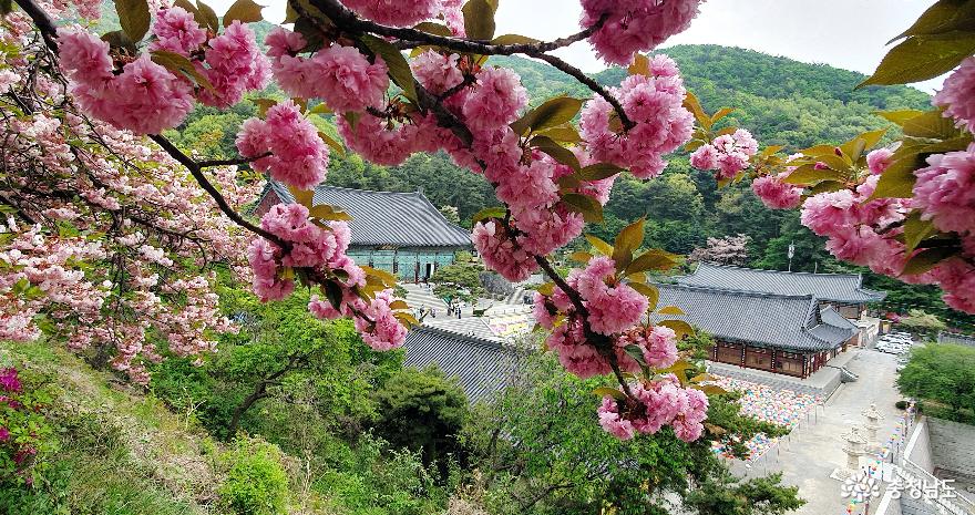 봄의 끝자락이 아쉬운 겹벚꽃 포동포동 &#39;만개&#39;
