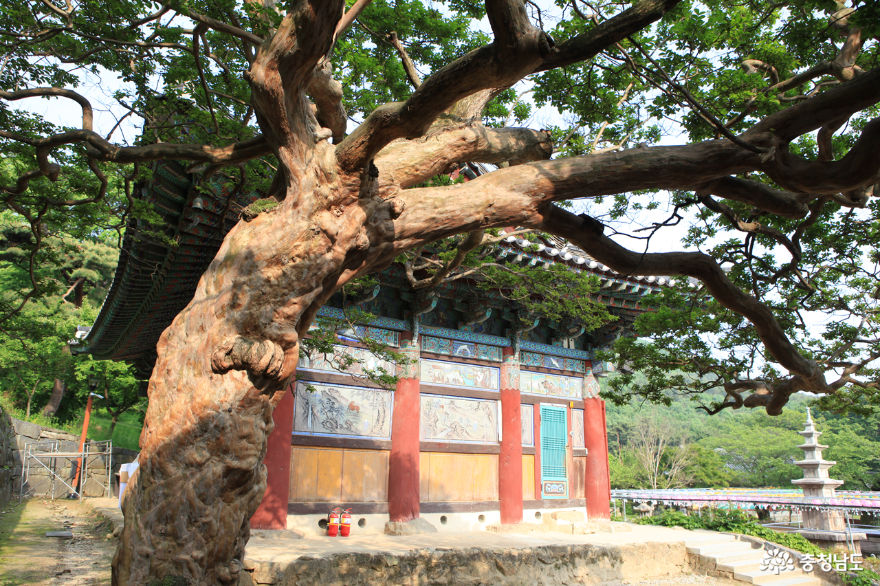 계룡산 신원사 배롱나무