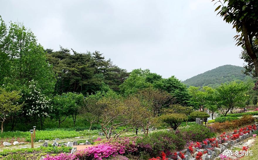봄꽃 가득한 당진 삼선산수목원 사진