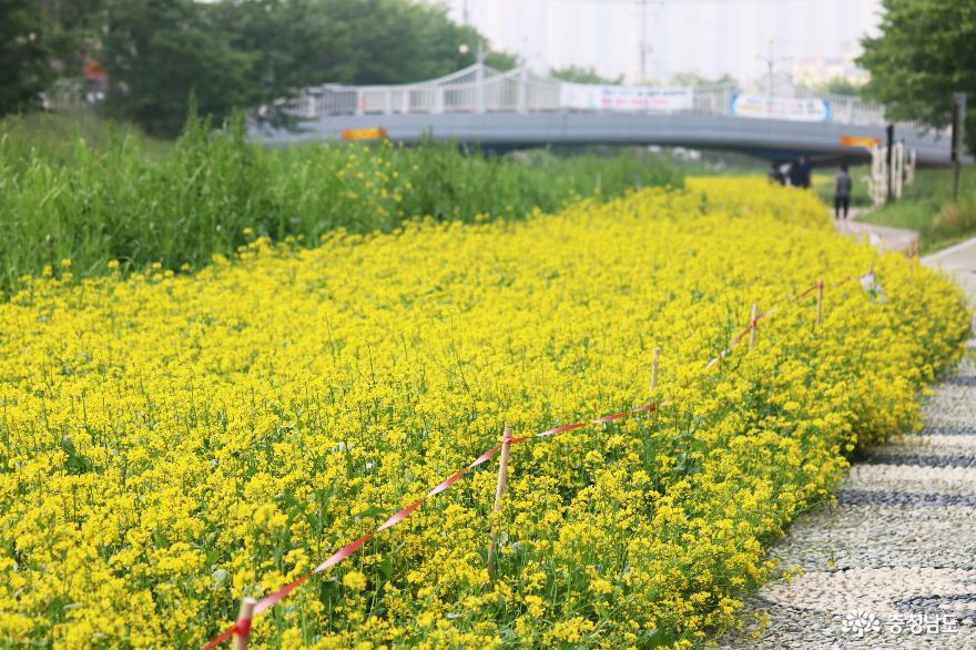늦봄에 만난 천안 원성천변의 노란 유채꽃 물결