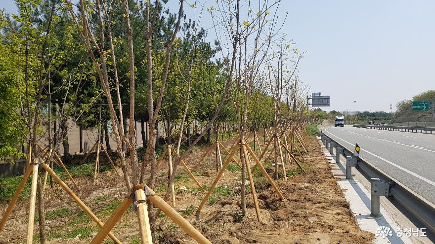 아산시, 인주·둔포 산업단지 ‘미세먼지 차단숲’ 조성 완료