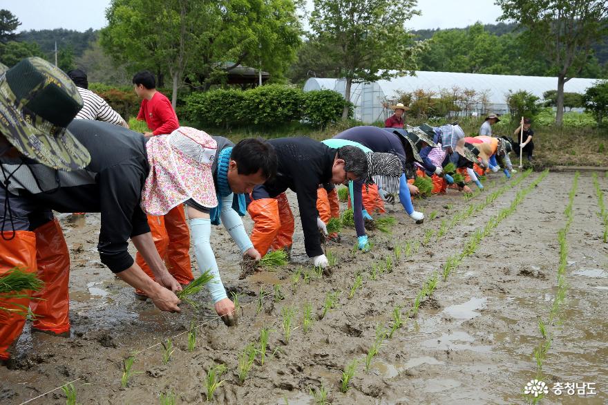 서천군, 고품질 쌀 생산 학습포장 조성… 농업인 이해 돕는다
