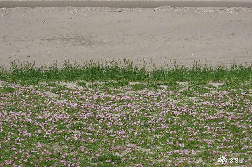 소황사구 5월 염생식물꽃 - 해당화, 모래지치, 갯메꽃