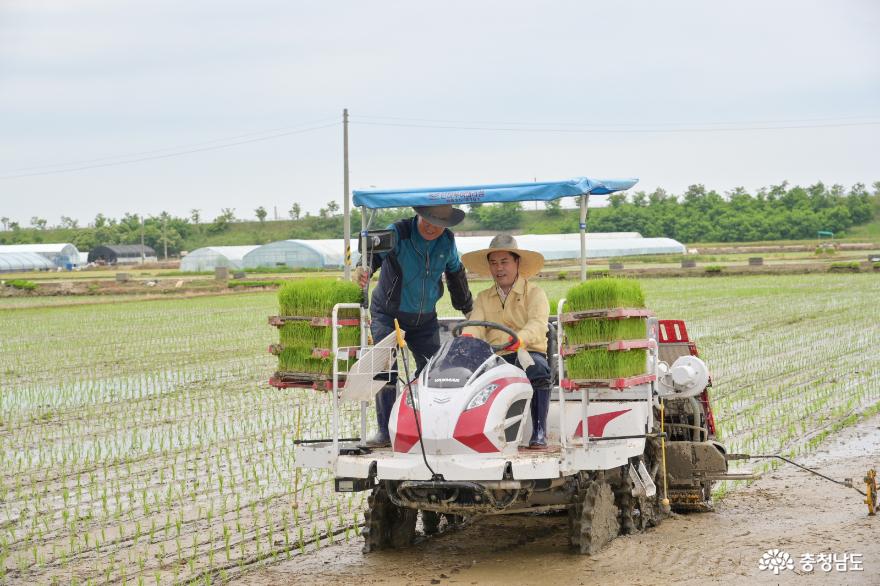한국농촌지도자부여군연합회, 삼광벼 재배확대 권농행사