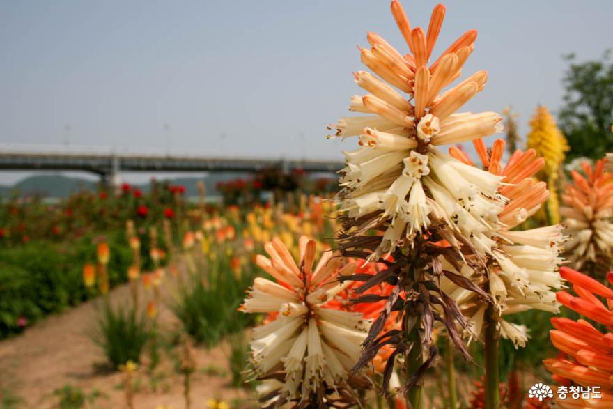 꽃들이 물결치는 금강신관공원