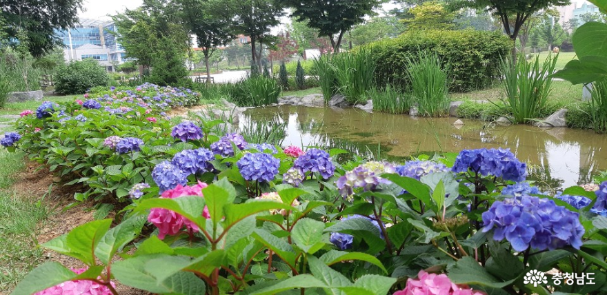 여름 꽃 ‘활짝’ 핀 논산시민공원, 시민들에 위로를 전하다