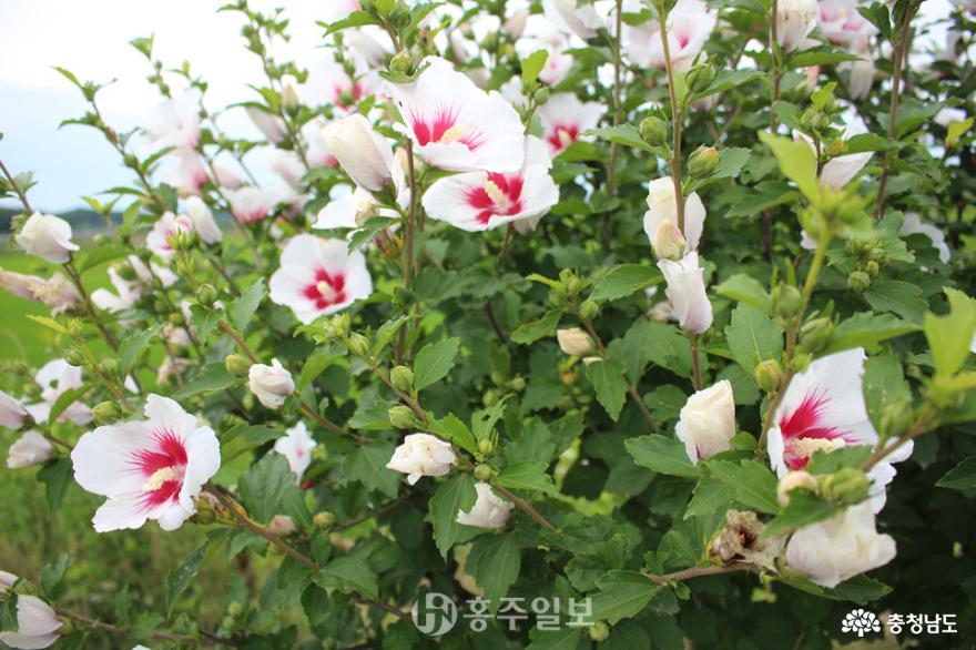 홍북읍에 탐스럽게 피어난 민족의 꽃 무궁화