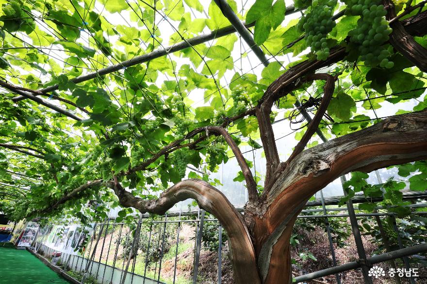 포도나무 하나에 1톤 수확…줄기만 100m로 화제