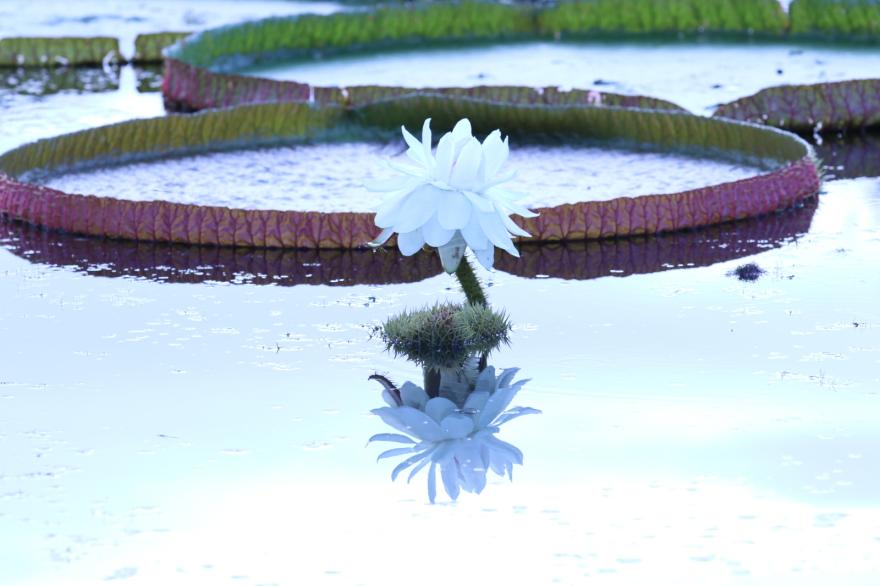 궁남지 연꽃의 하이라이트, 빅토리아 연 만개