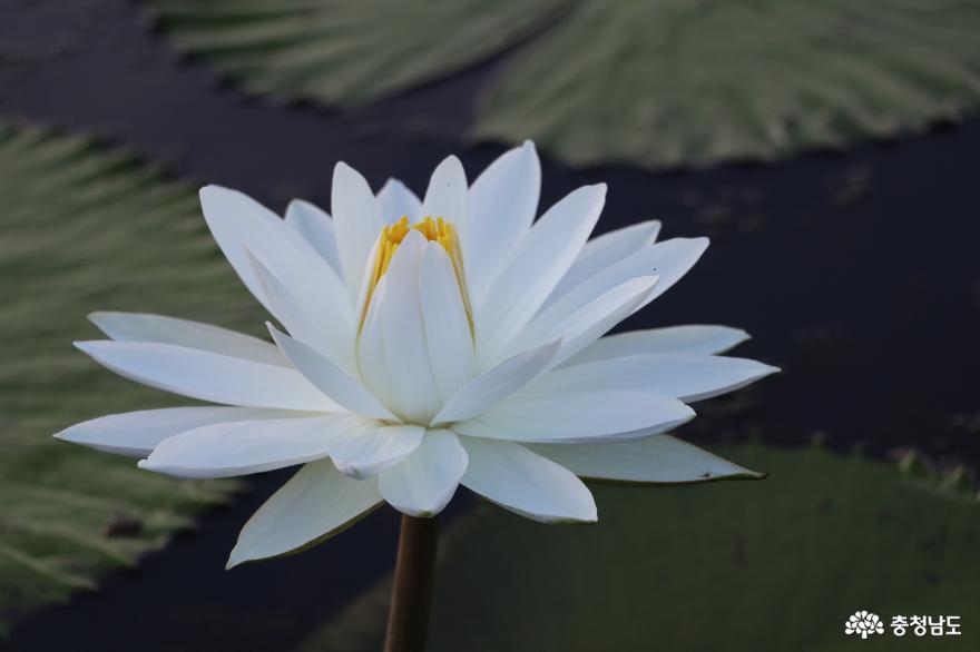 궁남지 연꽃의 하이라이트, 빅토리아 연 만개 사진