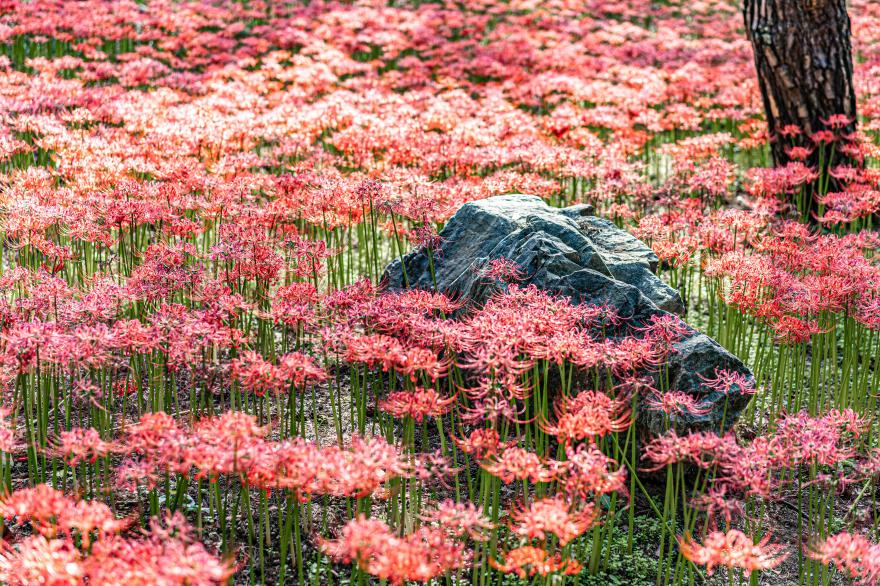 꽃무릇 만발한 성주산자연휴양림 사진