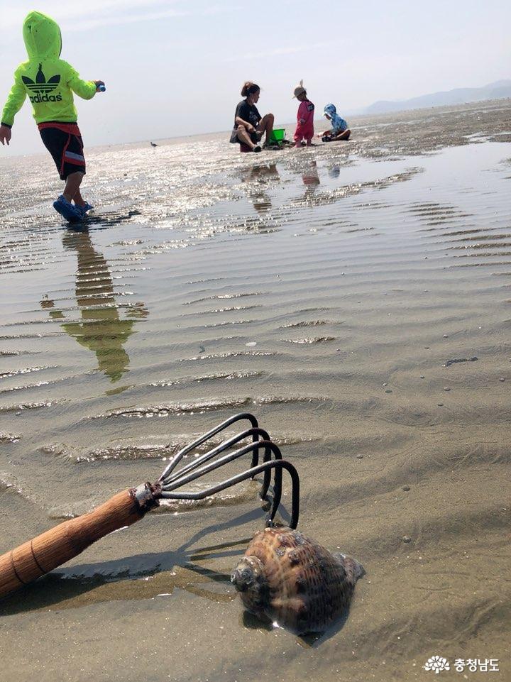 조개잡이 명당 진산리 갯벌체험장 사진