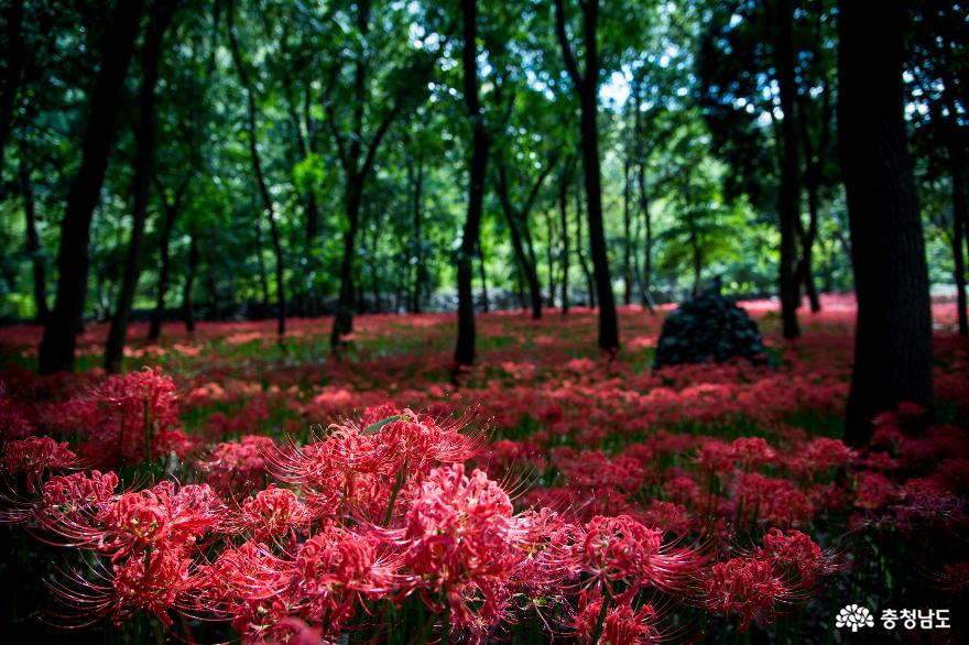 충남 보령 성주산에 붉은 물결 가득 꽃무릇이 피었어요 사진