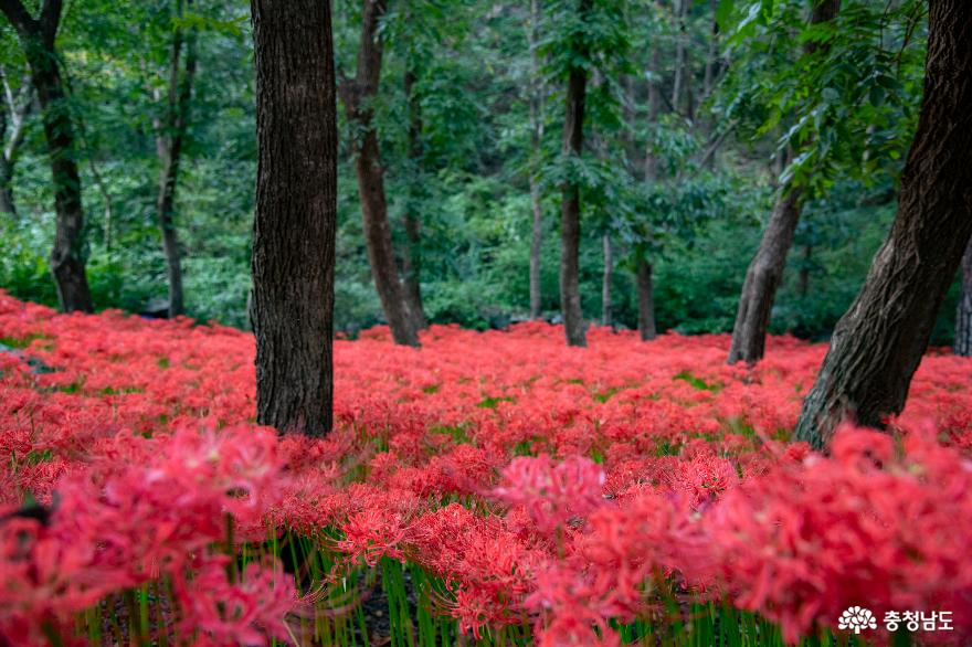 충남 보령 성주산에 붉은 물결 가득 꽃무릇이 피었어요 사진