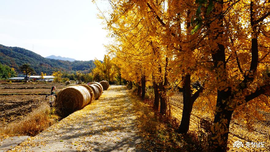 가을 정취 물씬 풍기는 보령 은행마을 풍경 사진