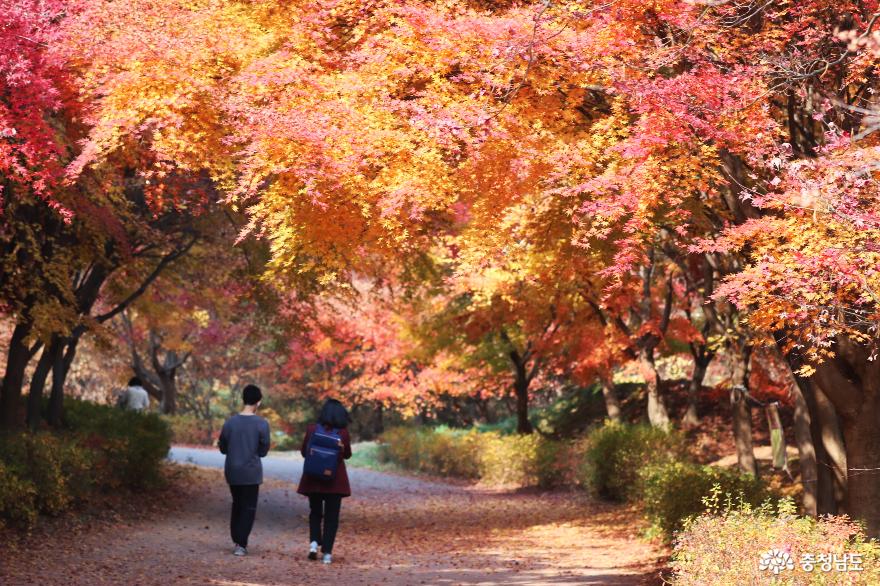 걷기 좋은 길 추천, 독립기념관 단풍나무숲길 사진