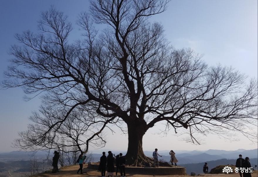 사랑의 완성은 부여 성흥산 사랑나무와 3대 거목 아래에서 사진