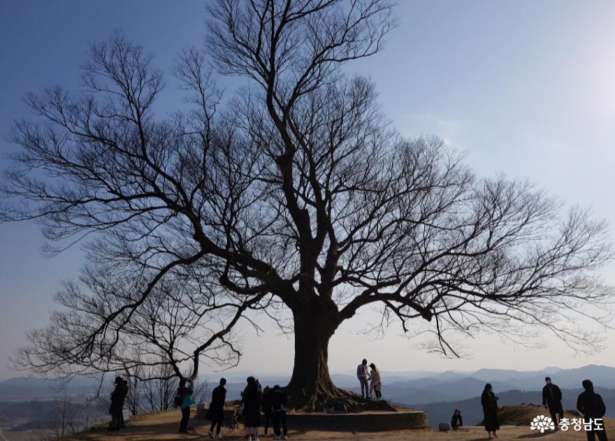사랑의 완성은 부여 성흥산 사랑나무와 3대 거목 아래에서 사진